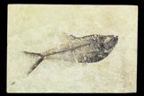 4.2" Fossil Fish (Diplomystus) - Green River Formation - #129603-1